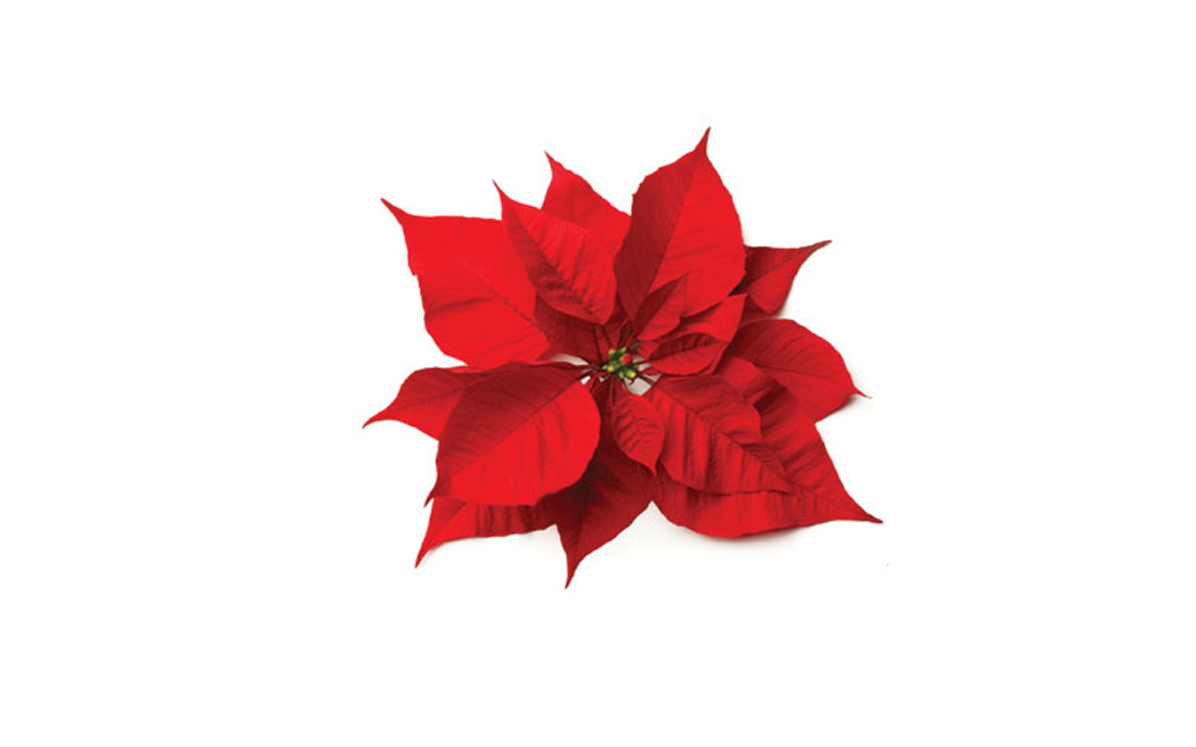 Poinsettias are here… almost!