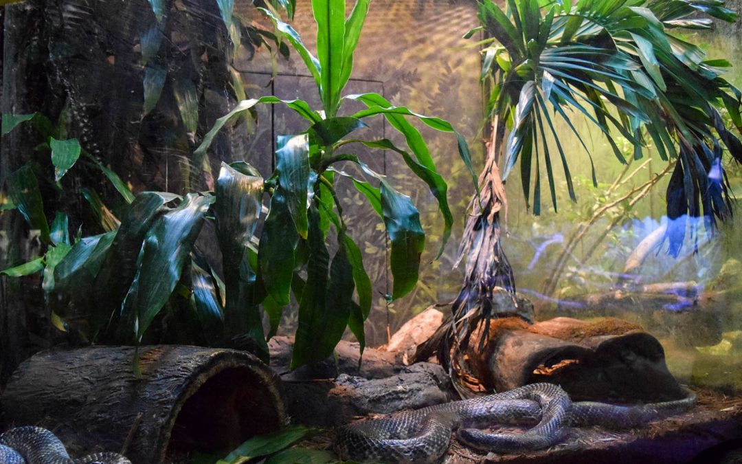 Happy Earth Day to You (and All of the Critters at Brookfield Zoo!)