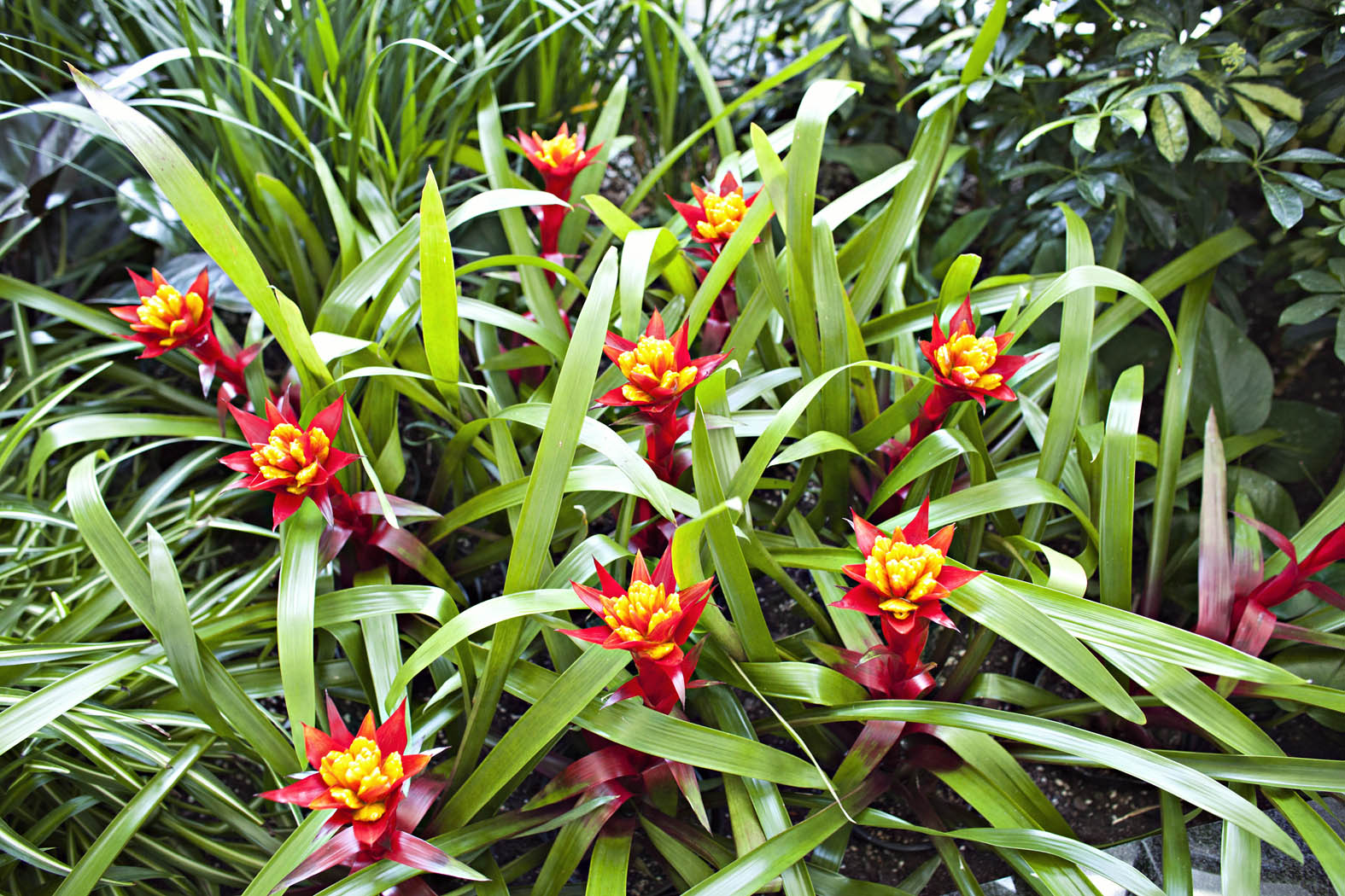 Interior Blooming Plants & Floral Designs for Chicago Area Businesses