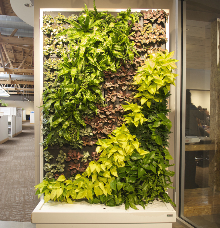 Office plant services from Phillip�s Interior Plants