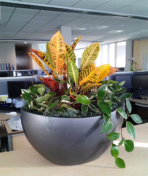 Indoor office plants chicago