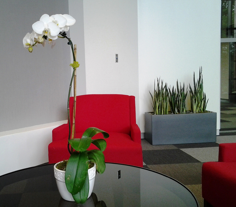 Phillips Interior Plants & Indoor Landscaping Services Chicago & Suburbs