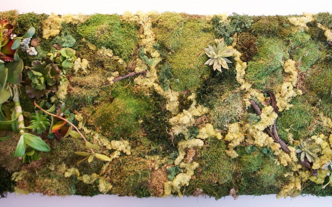 Moss Wall & Green Wall Galore!