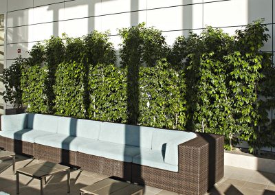 Interior Plants