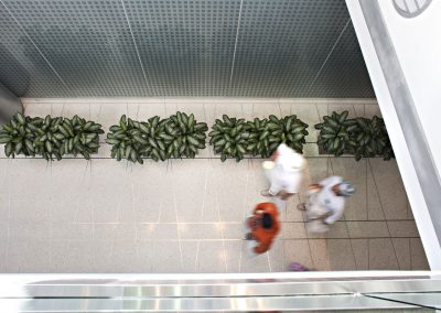 Interior Plants
