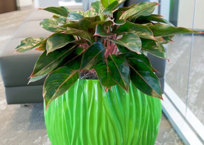 Interior Plants
