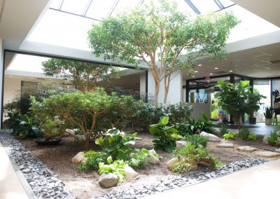 Interior Plants
