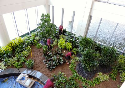 Interior Plants