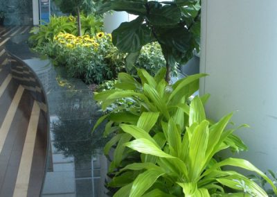 Interior Plants