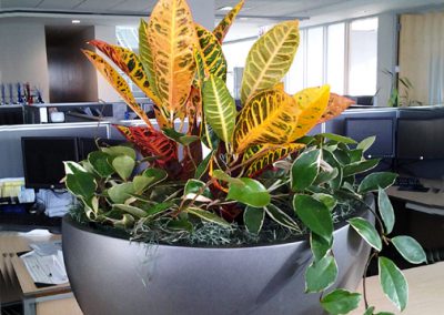 Interior Plants