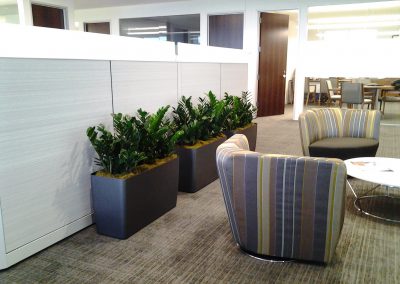 Interior Plants