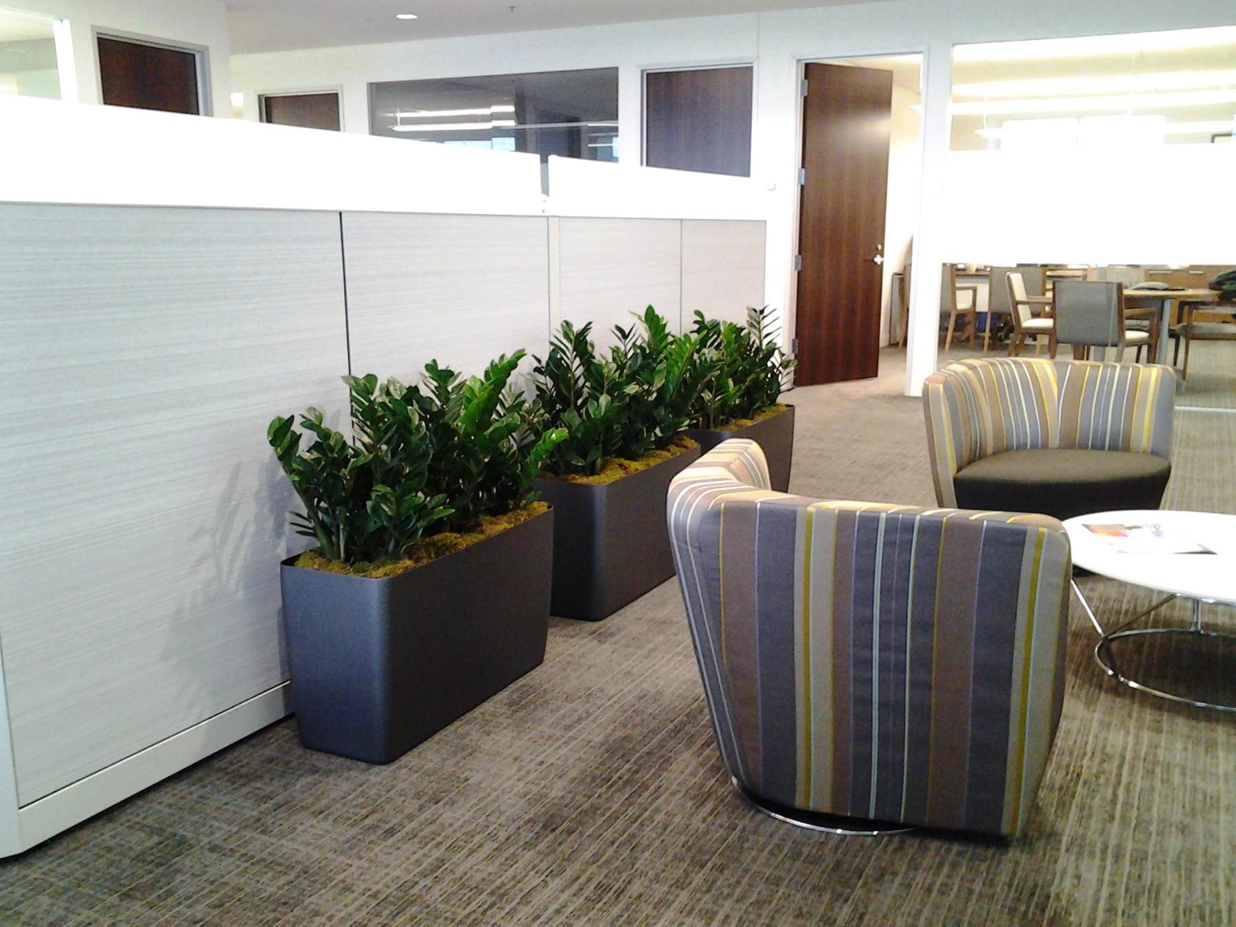 Interior Plant Services Phillip's Interior Plants & Displays