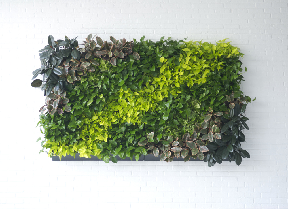 Green walls, living walls, vertical gardens, wall gardens Phillip's