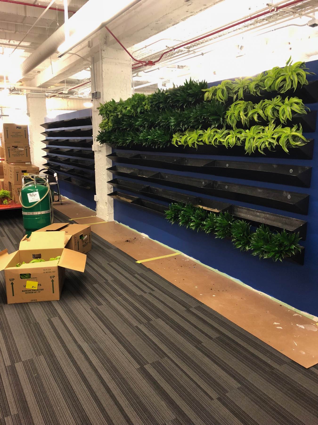 Green Walls Living Vertical Gardens Wall Green Wall Process