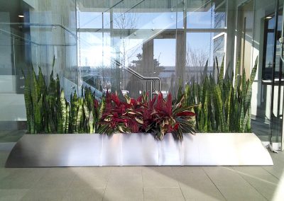 Interior Plants