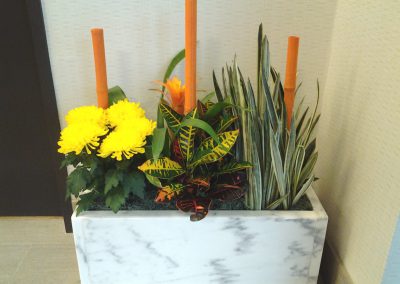 Interior Plants