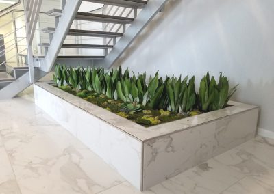 Interior Plants