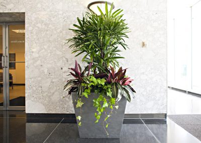 Interior Plants