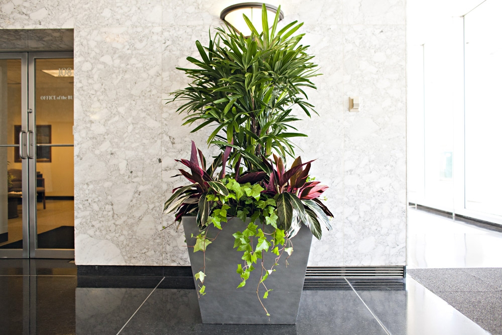 Interior Plant Services Phillip's Interior Plants & Displays