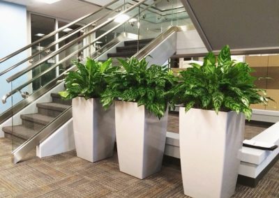 Interior Plants