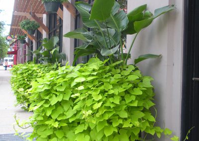 Exterior & Seasonal