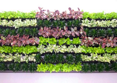 Green Walls