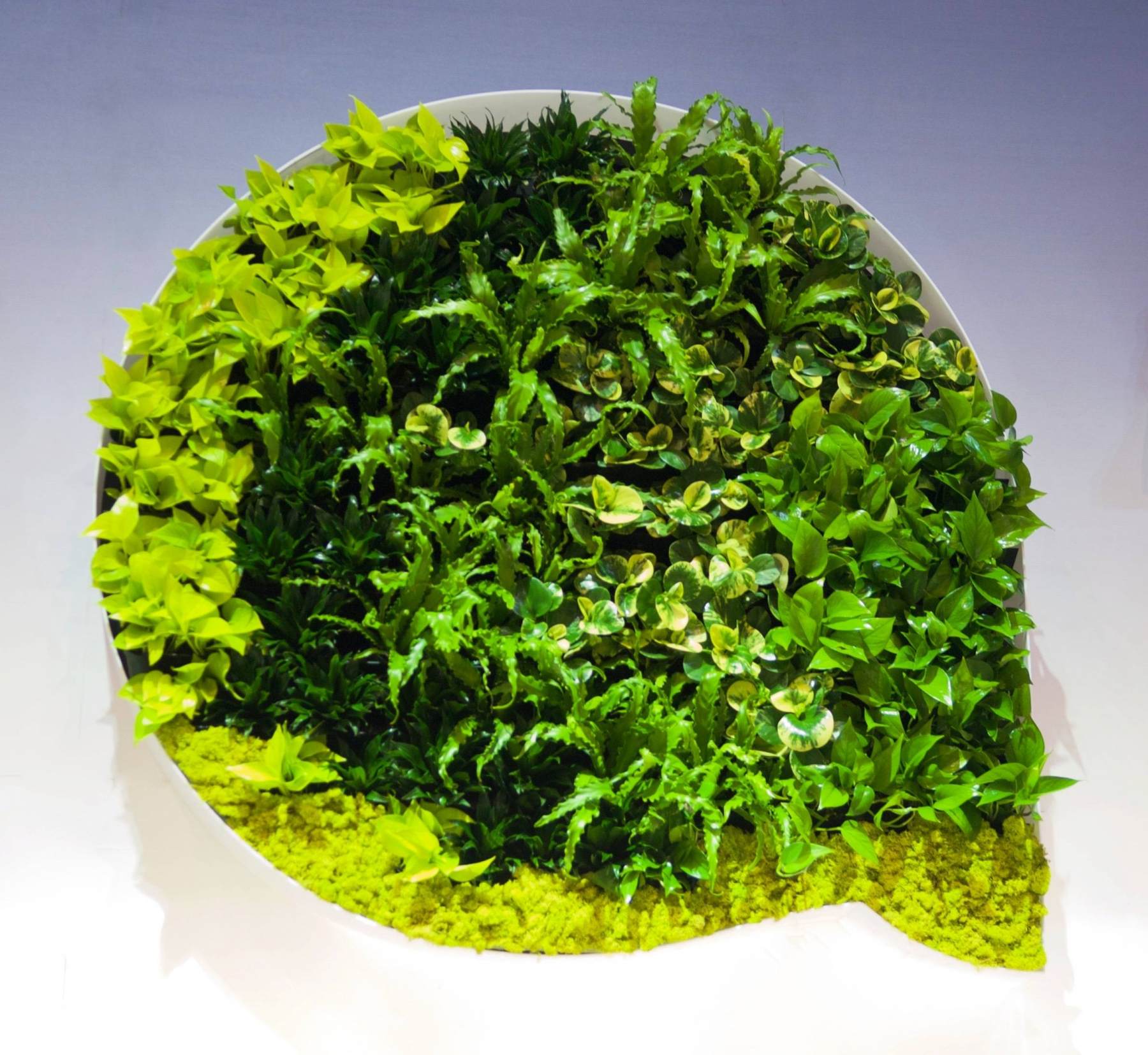 Moss Wall & Green Wall Galore!