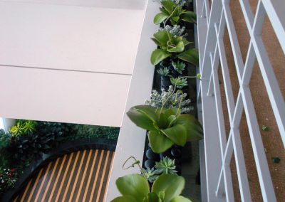 Silk Plants