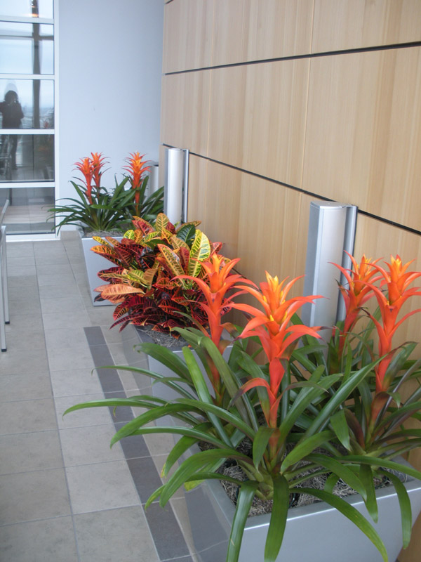 Interior Blooming Plants & Floral Designs for Chicago Area Businesses