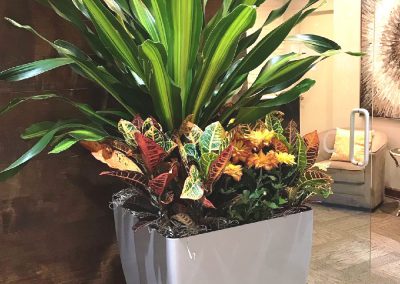Interior Plants