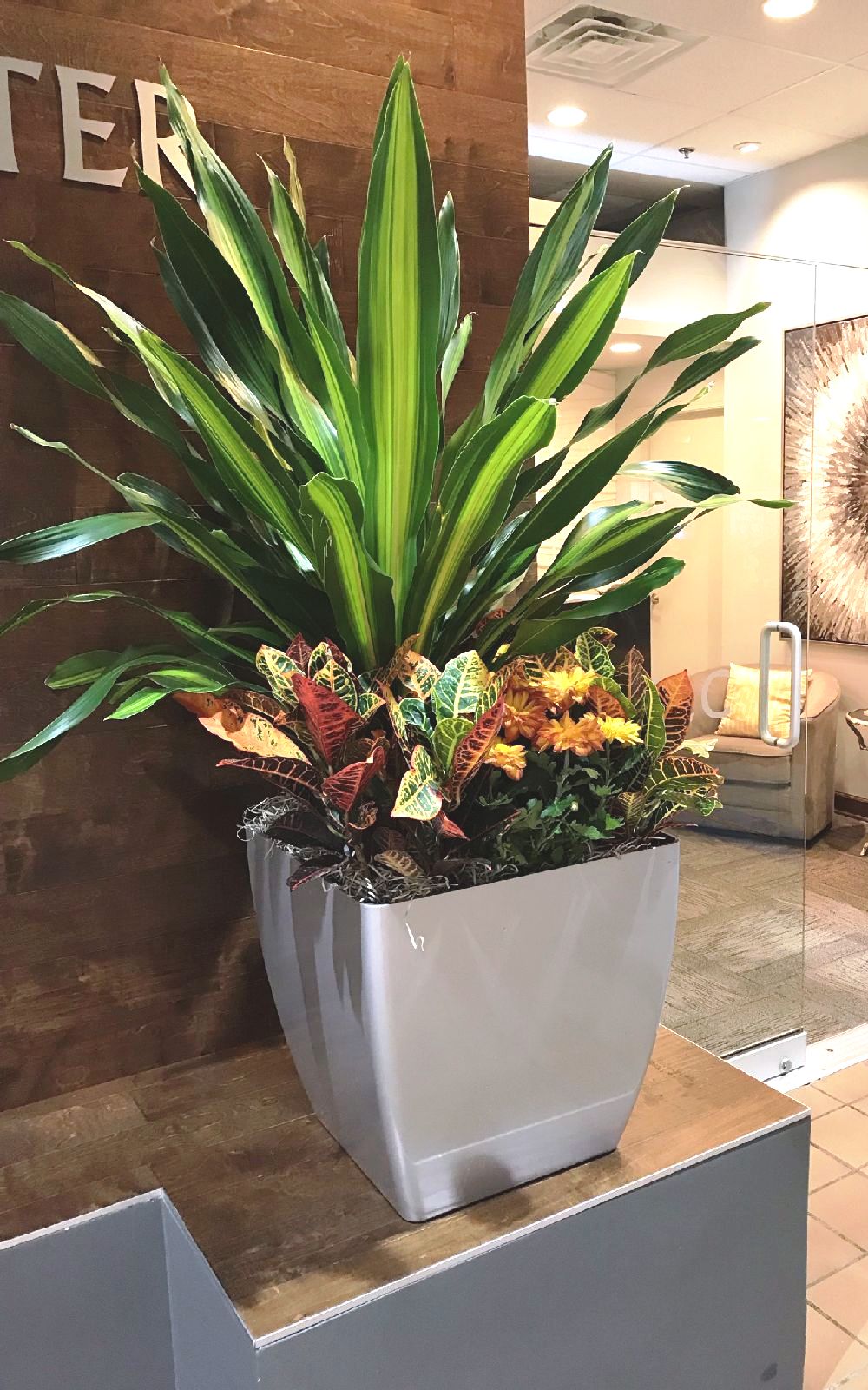 Interior Plant Services Phillip's Interior Plants & Displays