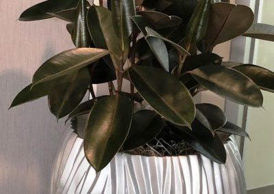Interior Plants