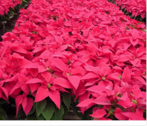 Caring for Poinsettias