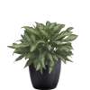 Aglaonema Jubilee