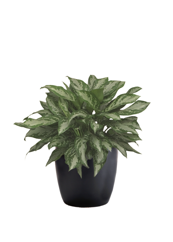 Aglaonema Jubilee