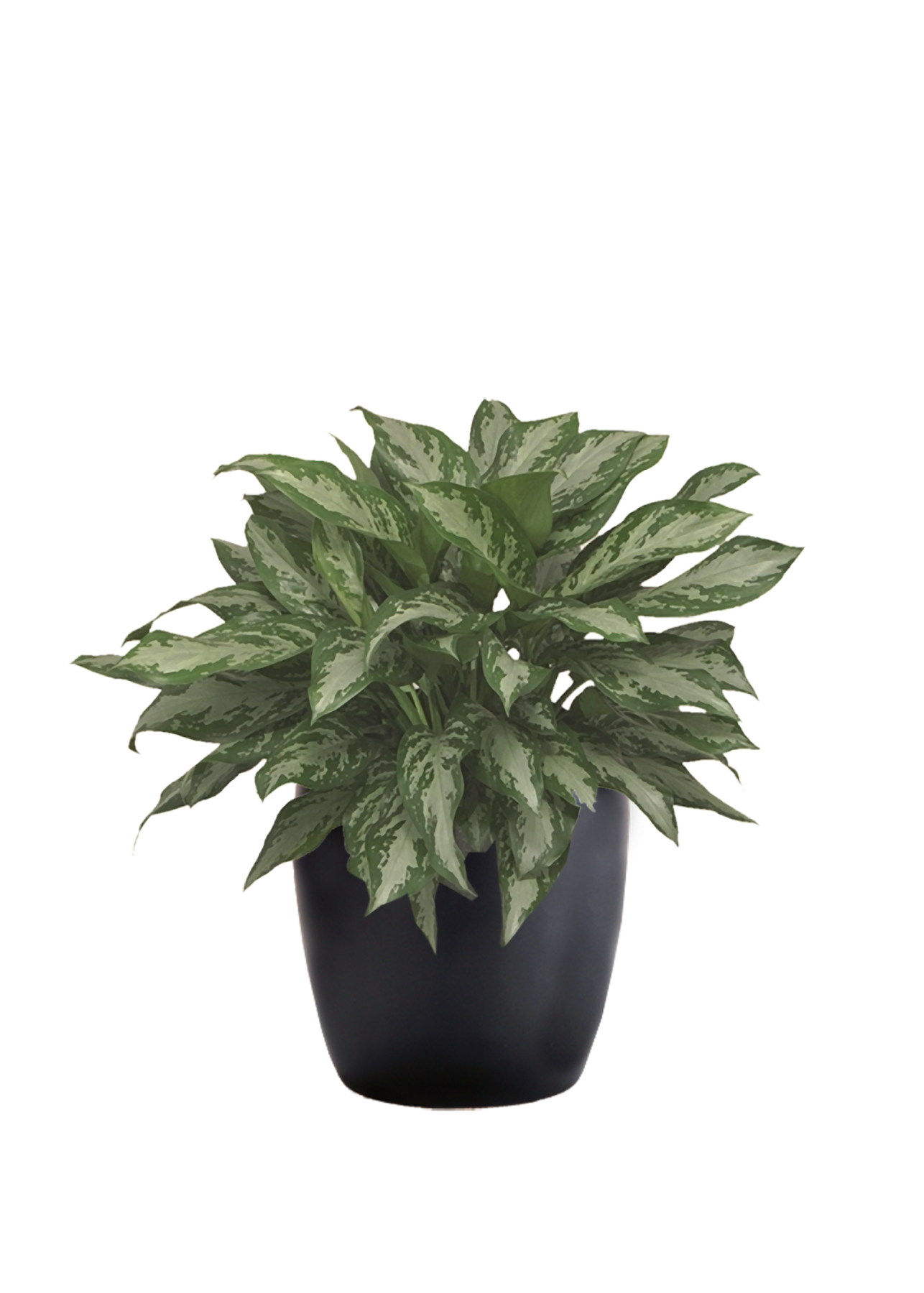 dragon tree indoor plant Dragon Tree' Dracaena marginata  Interior Foliage Design