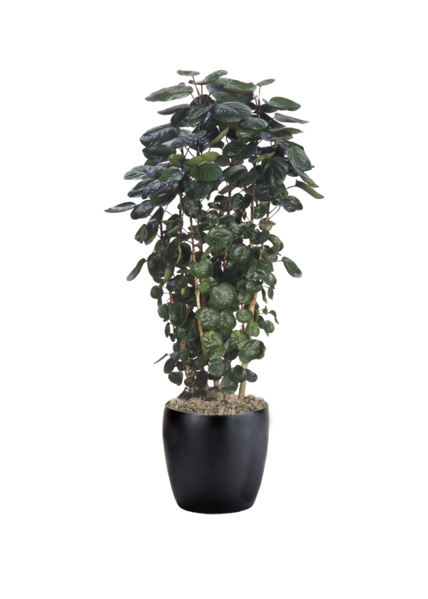 Aralia Fabian