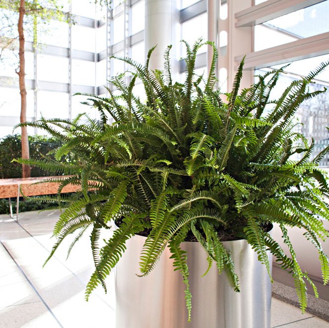 Interior Plants