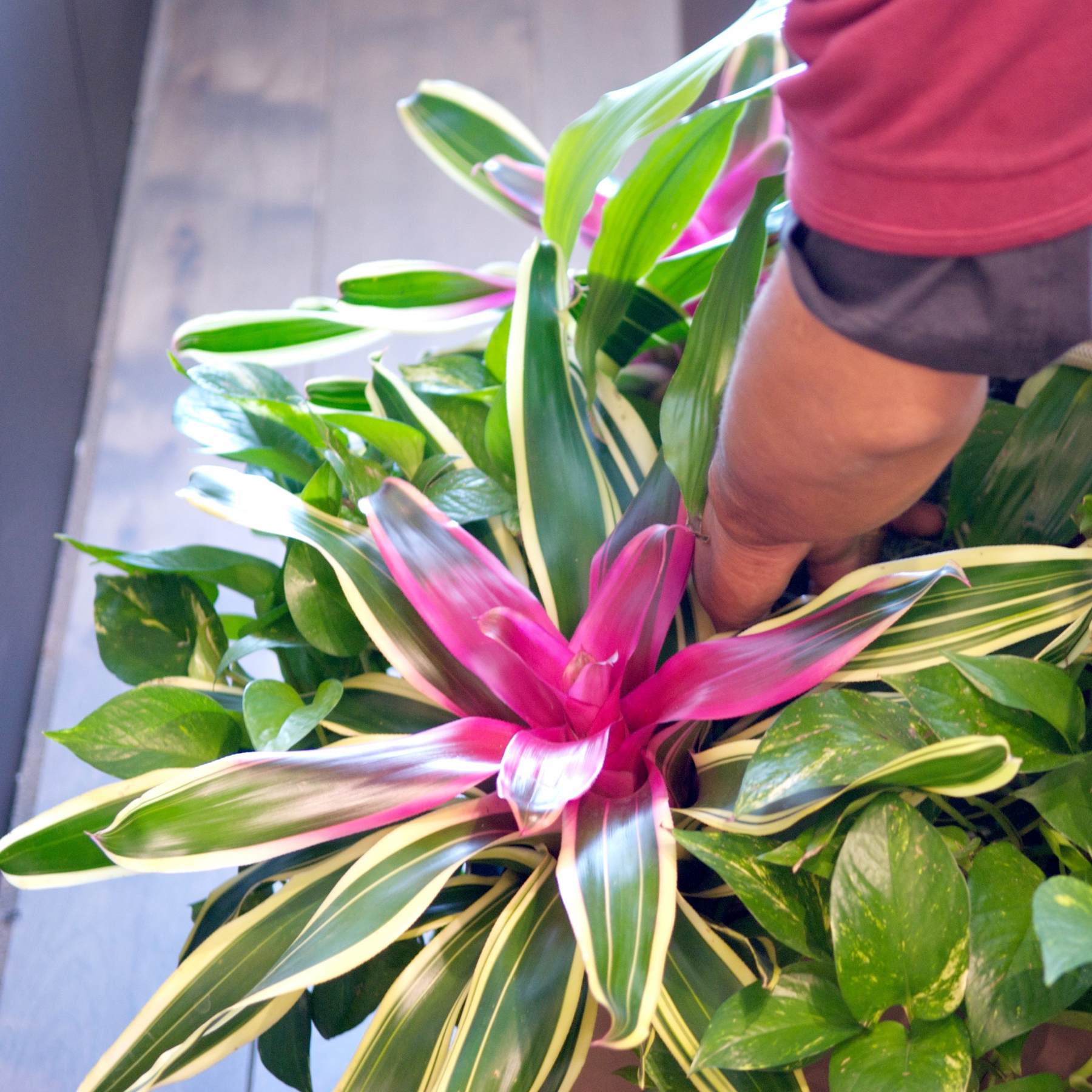 Interior Plants