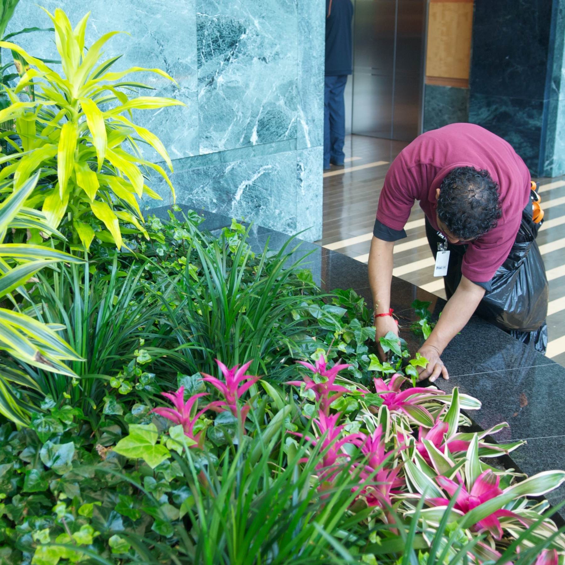 Interior Plants