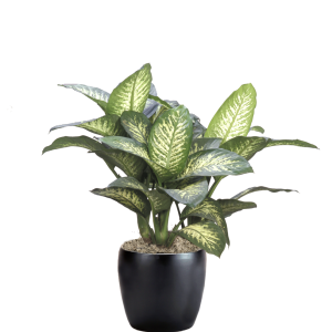 Dieffenbachia Tropic Snow