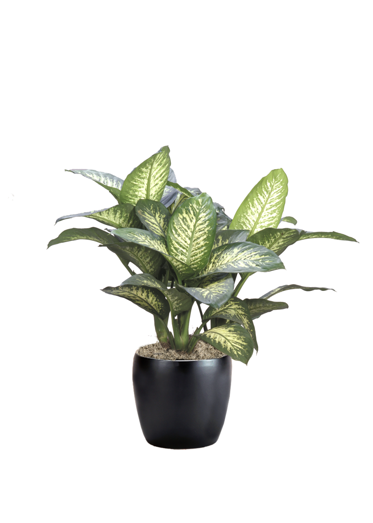 Dieffenbachia Tropic Snow Phillip's Interior Plants & Displays