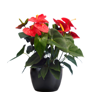 Anthurium Dakota