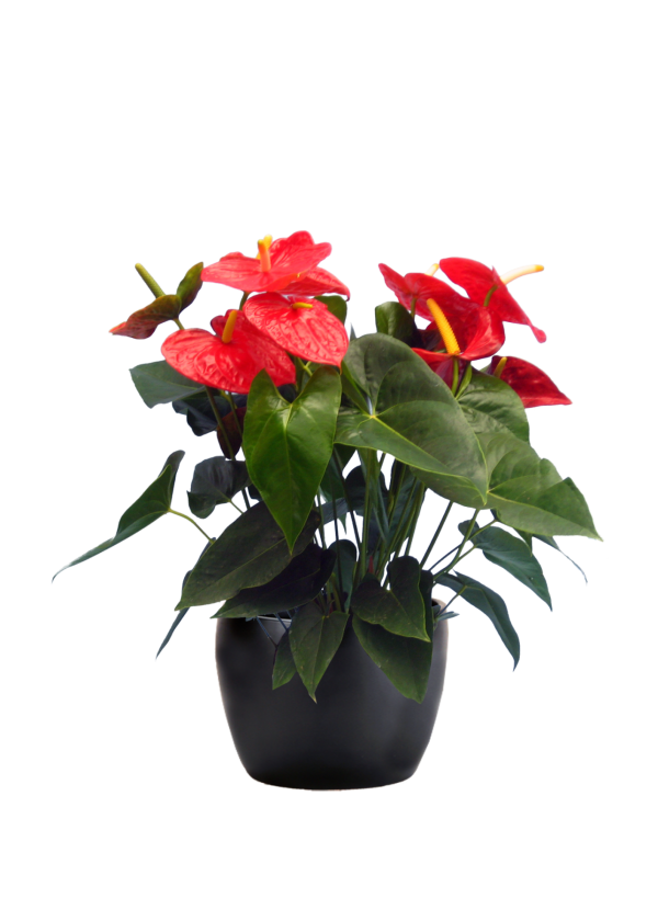Anthurium Dakota