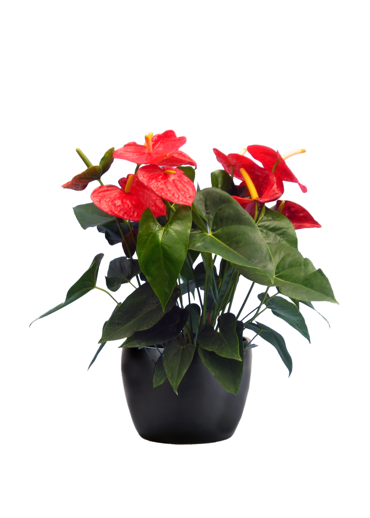 Anthurium Dakota