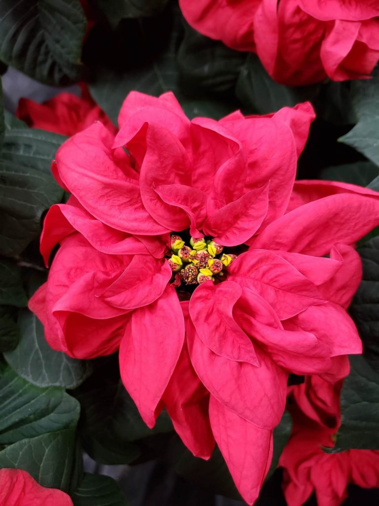 Poinsettia Care - Tips and Tricks