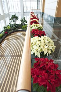 Poinsettia Care - Tips and Tricks
