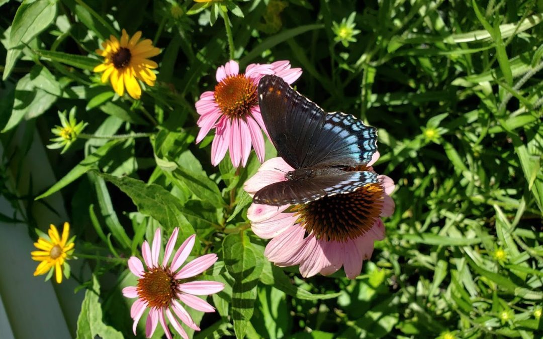 Butterflies, Native Plants, and Patience Oh My!