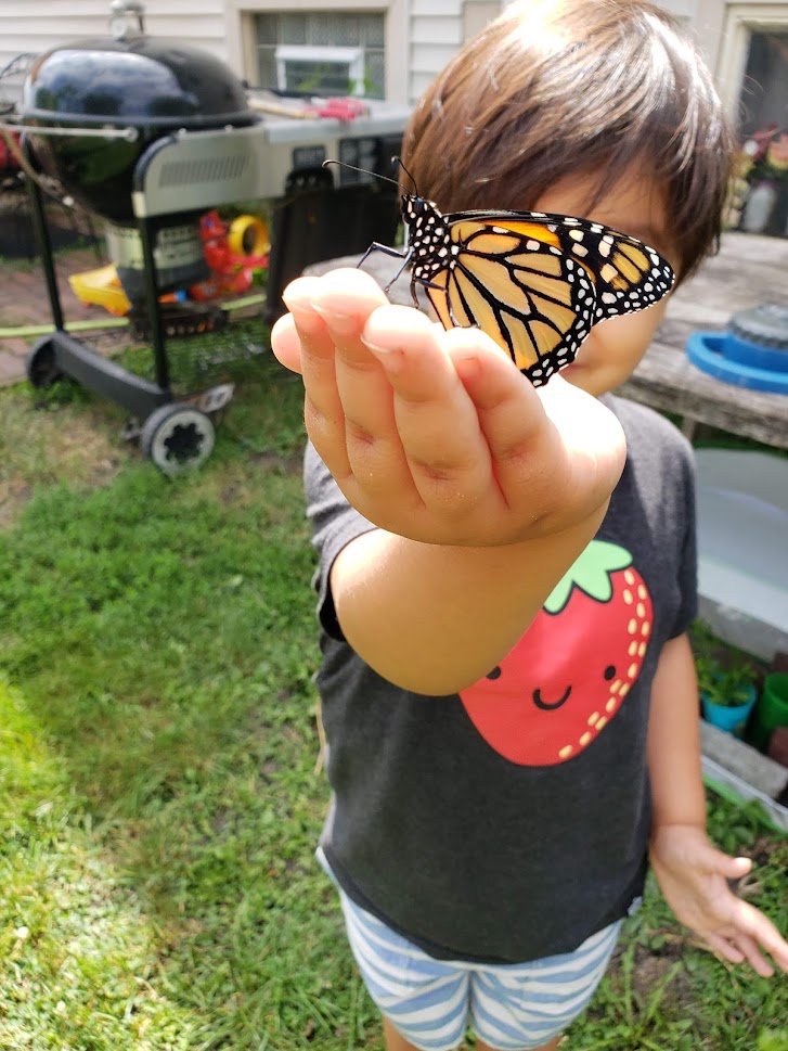 Butterflies, Native Plants, and Patience Oh My!