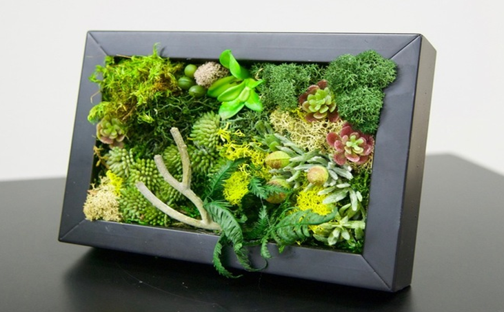 We are giving away five mini moss walls in June! Here’s how to win!